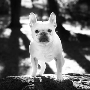 Meet your Posher, Shelby